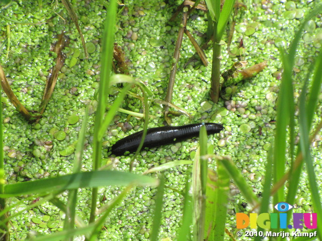 SX15220 Black worm crawling over duckweed (Pelophylax ridibundus)